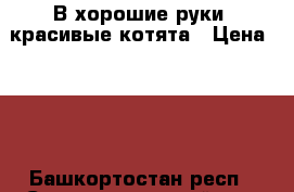 В хорошие руки, красивые котята › Цена ­ 10 - Башкортостан респ., Стерлитамакский р-н, Стерлитамак г. Животные и растения » Кошки   